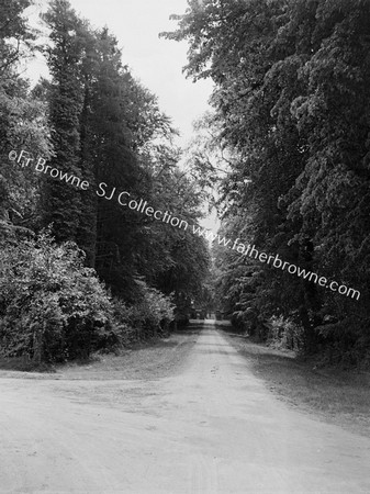 EMO COURT AVENUE TREES